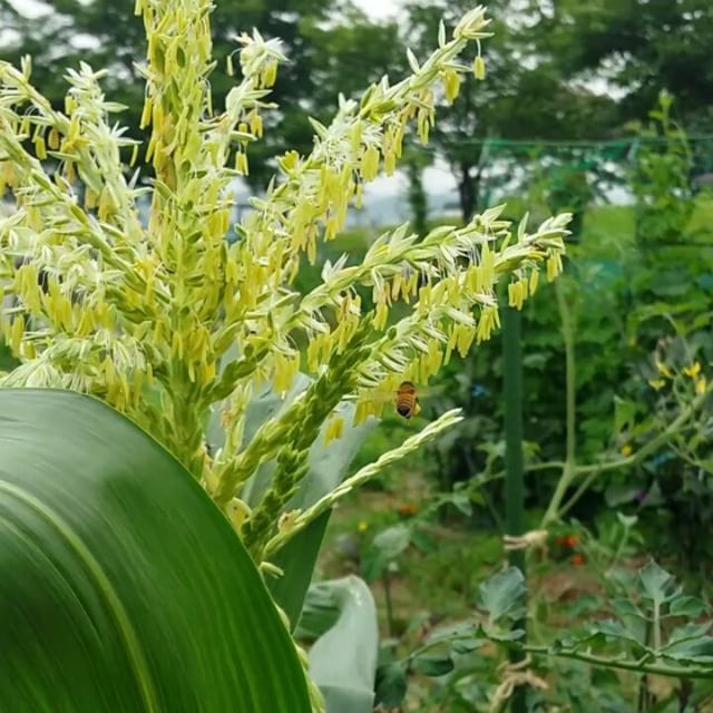 ミツバチが花粉団子をツクる Tsukuru To Wakaru